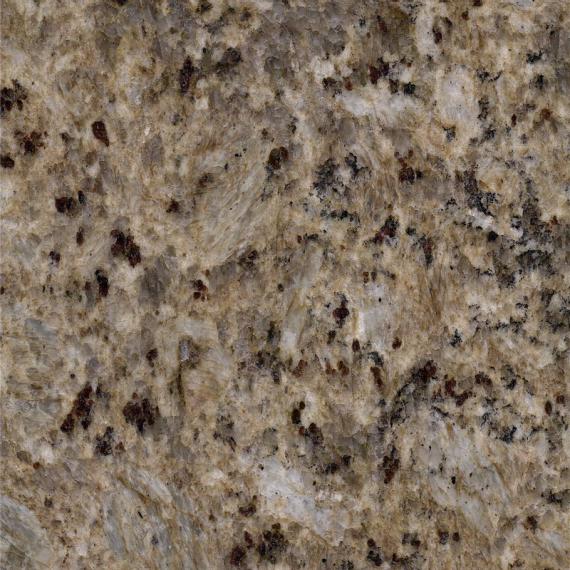 Grain d'or Tanio (1)