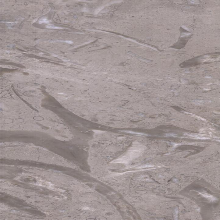 Queue de Phénix Grise