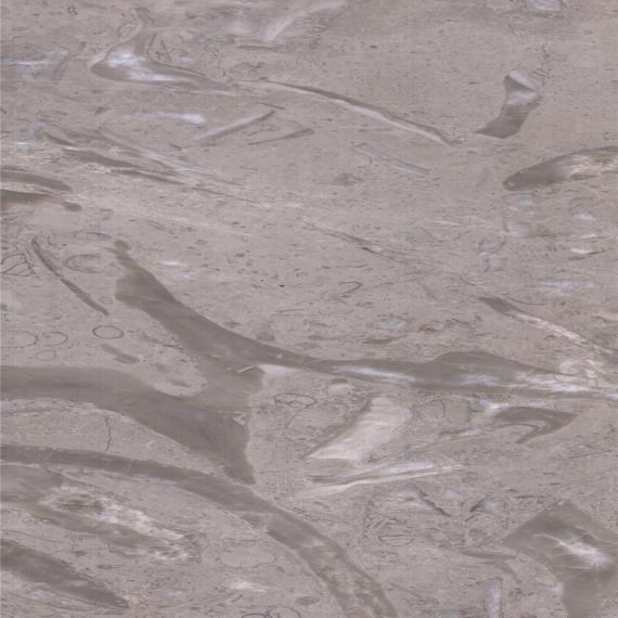 Queue de Phénix Grise